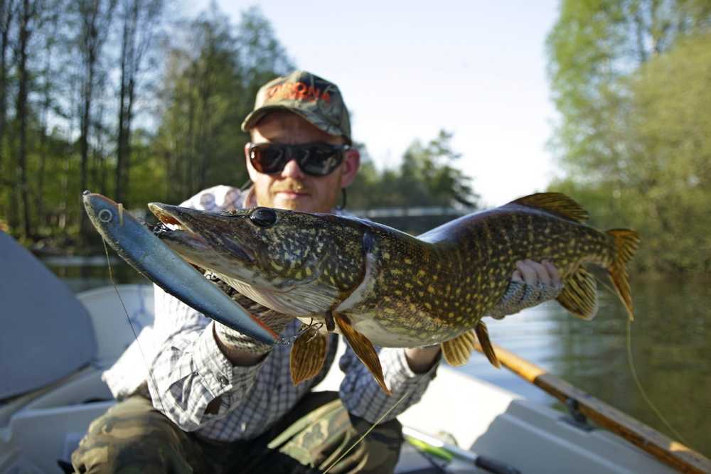 Szczupacza alternatywa